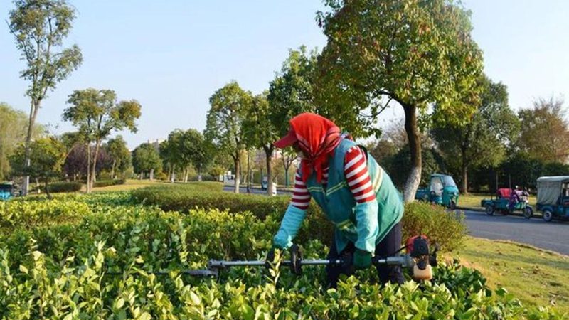室内垂直绿化植物，如何挑选十大品牌？**