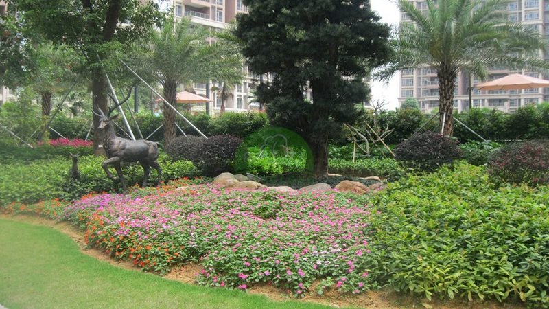 扦插：植物繁殖的绿色通道