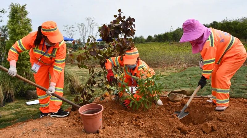花境色彩搭配：同色系运用技巧解析