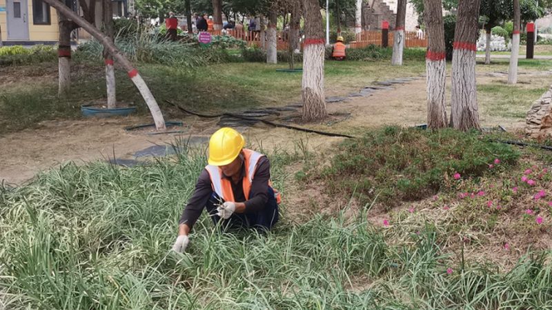 草坪铺设：揭秘厂家代理加盟的奥秘